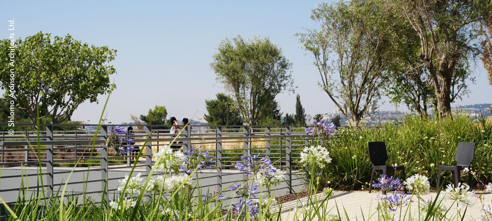 Roof garden with agapanthus flowers